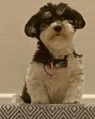 Carolyn Gusoff's late pet Gracie. 